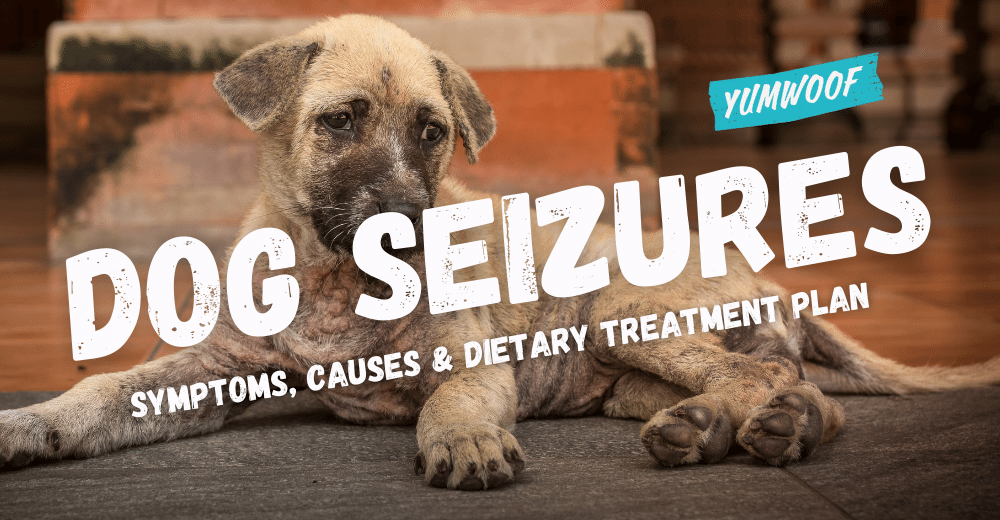 Dog Seizures Symptoms Causes Dietary Treatment Plan Yumwoof