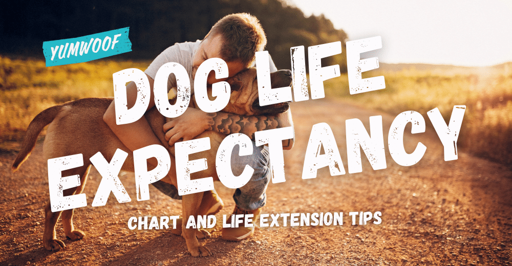 How Long Do Dogs Live? Expectancy Chart & Life Extension Tips Yumwoof Natural Pet Food