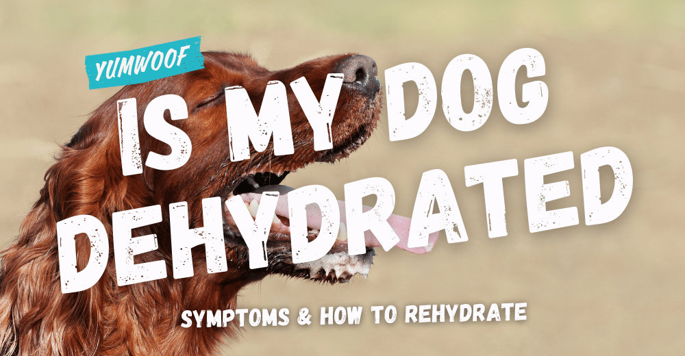 Home remedy for dehydrated dog on sale