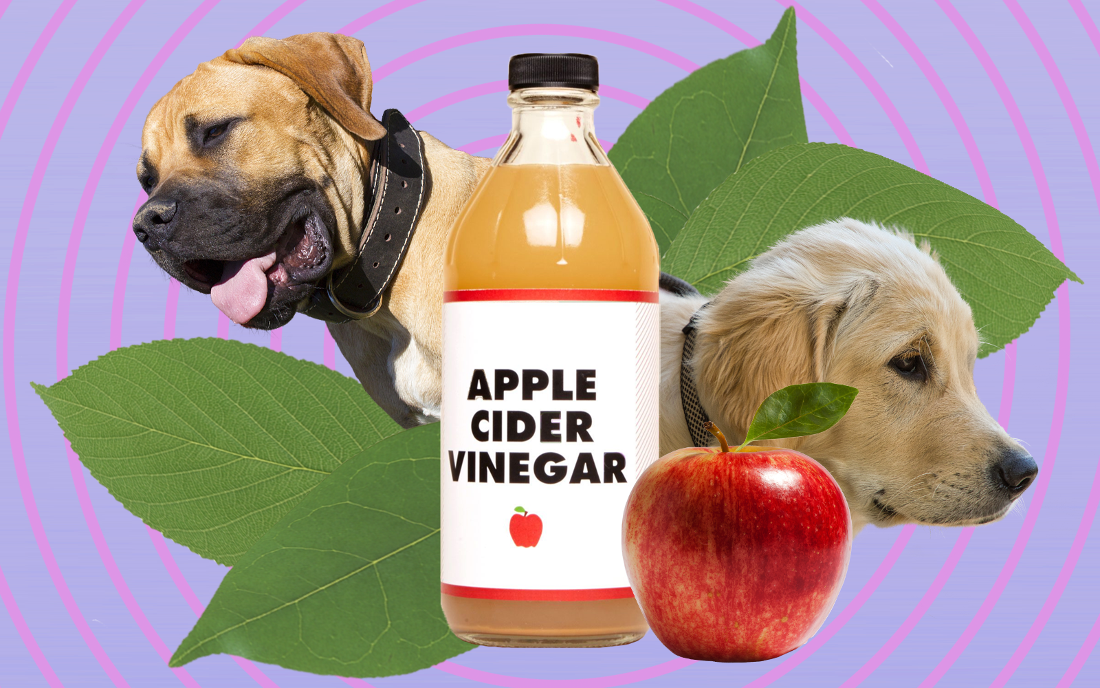 Will vinegar deter sales dogs