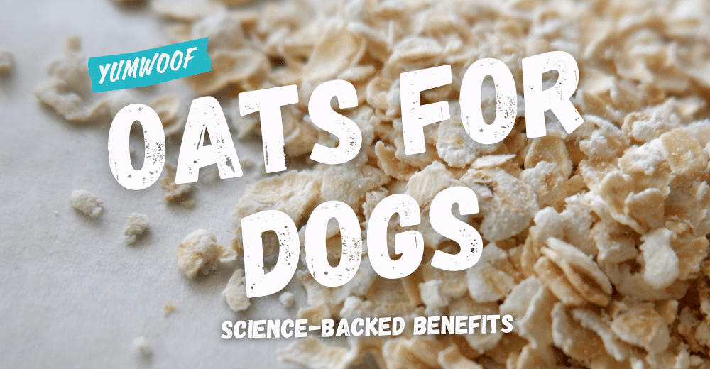 Oats ok for dogs clearance