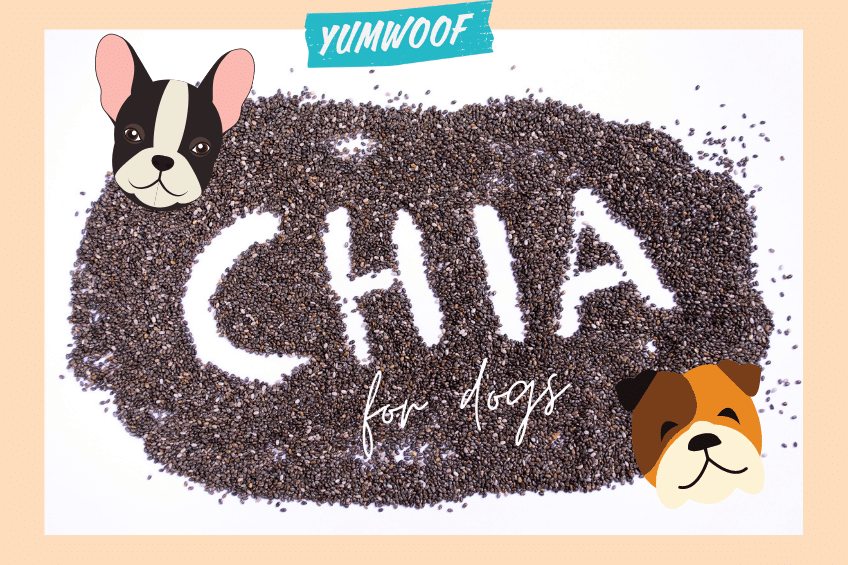 Can Dogs Have Chia Seeds? Science Says Dogs Should Eat It Daily 