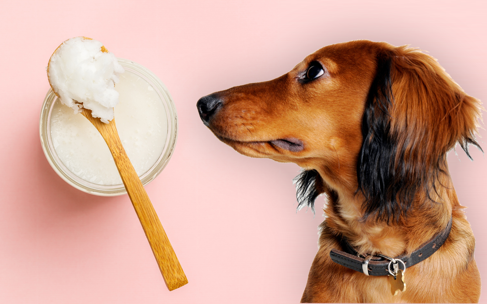 How Much Coconut Oil for Dogs Science Based Daily Dosages