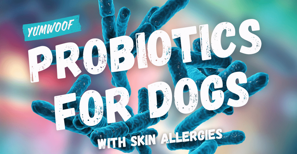 5 studies prove probiotics benefit dogs with skin allergies