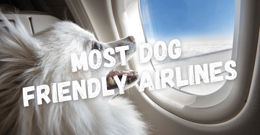 5 Most Dog Friendly Airlines in USA