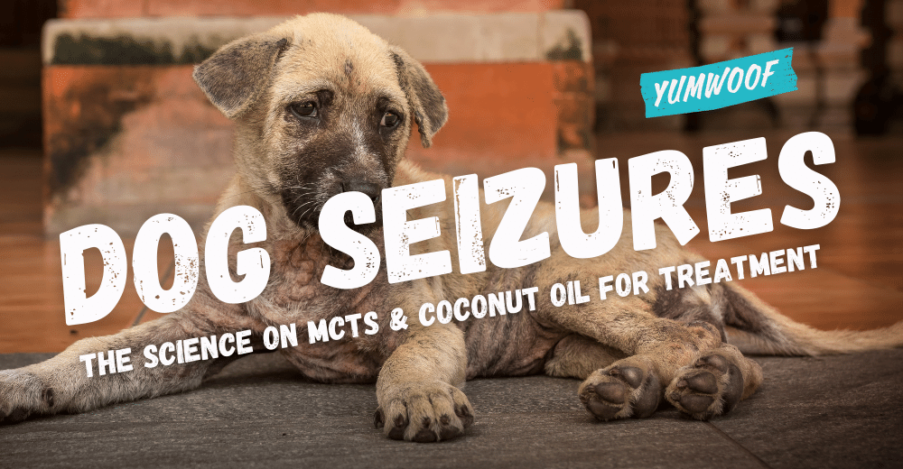 Can coconut oil remedy dog seizures? Science-backed answer