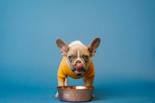 Dehydrated vs Air-Dried Dog Food