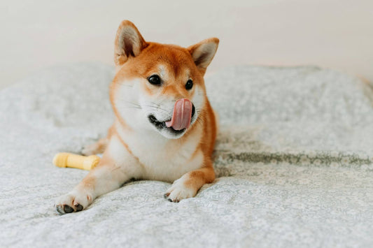 Dog Sticking Out Tongue Lying on Bed