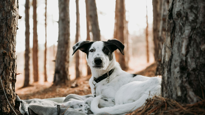 What Can I Give My Dog for Constipation?