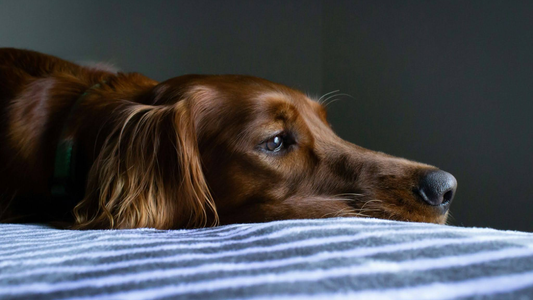 Worst Dog Food for Yeast Infection