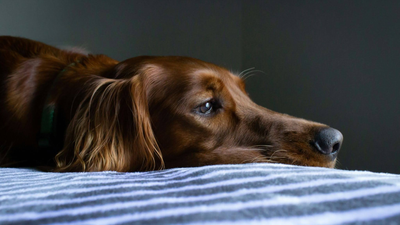 Worst Dog Food for Yeast Infection