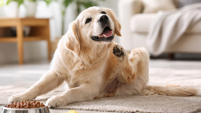 Chicken Allergy in Dogs