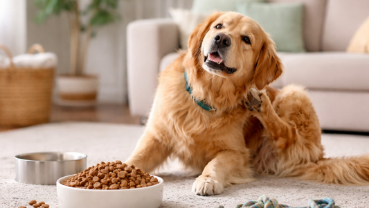 Dog scratching its ear beside the food bowl indoors