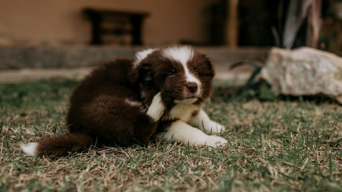 Dog scratching its itchy skin indoors.