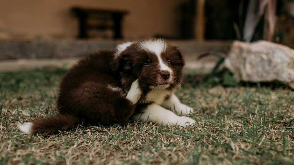 Dog scratching its itchy skin indoors.