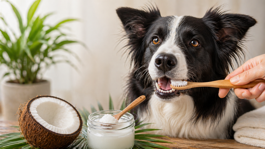 Dog teeth cleaning with coconut oil for dental care