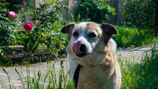 Dog with a healthy meal supporting diabetes management without insulin 
