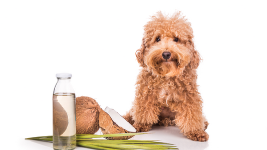Dog with coconut oil and coconuts