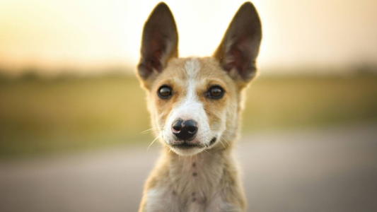 Dog with healthy dog food for diabetic dogs