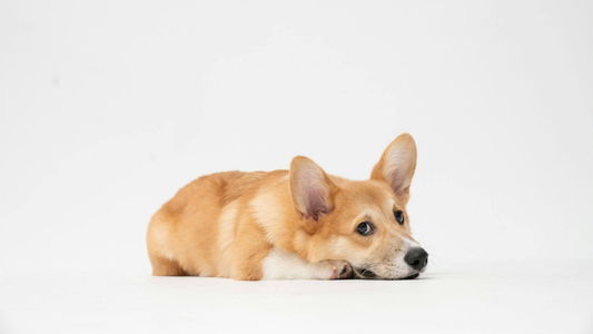 Dog with upset stomach 