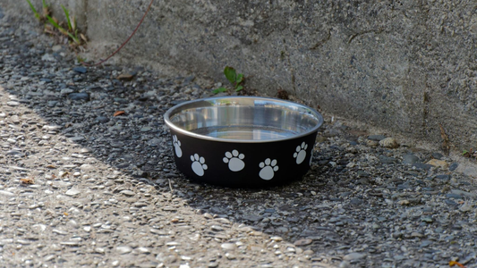 Empty Dog Bowl Outside