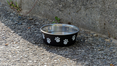 How Much Food Should I Feed My Dog?