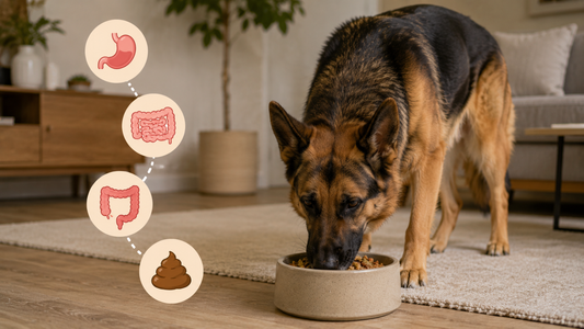 German Shepherd eating while illustrating dog digestion time 