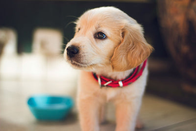 How Much Food Should I Feed a Puppy?