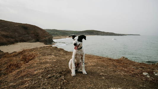 Happy dog on a cliff overlooking the water