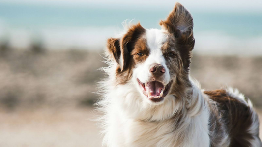 Happy dog running