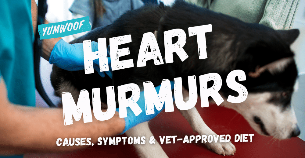Heart Murmur in Dogs: Causes, Symptoms & Vet-Approved Diet