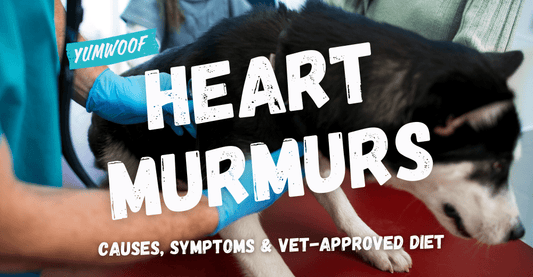 Heart Murmur in Dogs: Causes, Symptoms & Vet-Approved Diet