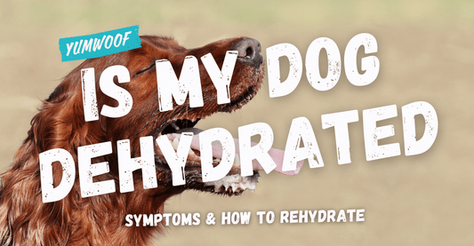 Is My Dog Dehydrated? Symptoms & How to Safely Rehydrate