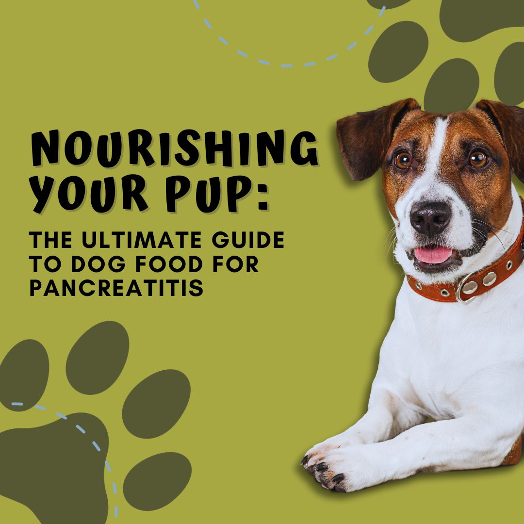 The Ultimate Guide to Dog Food for Pancreatitis