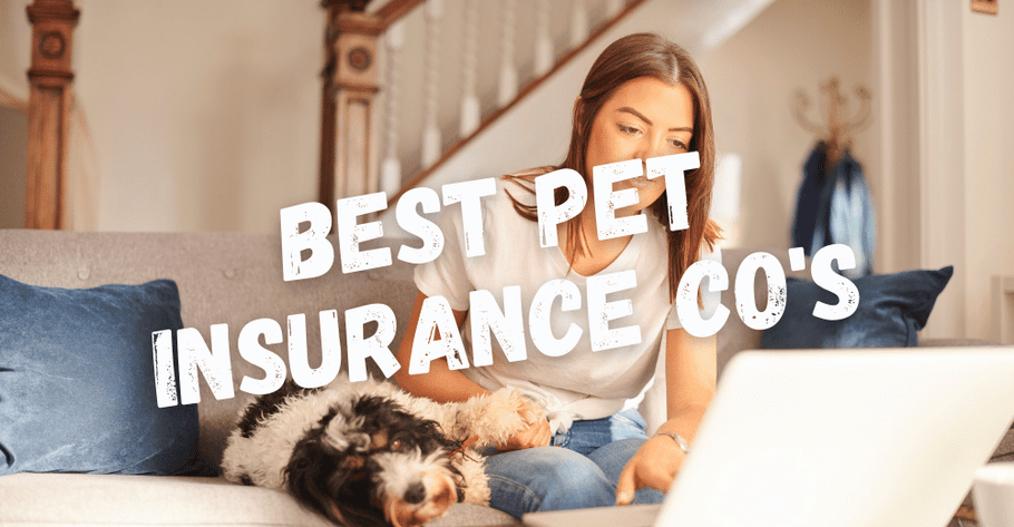 3 Best Pet Insurance Companies (According to Veterinarians)