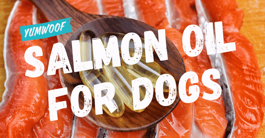 Salmon Oil for Dogs: Best Science-Backed Guide to Its Benefits