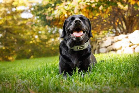 Which Dog Fence is Right for Your Budget?