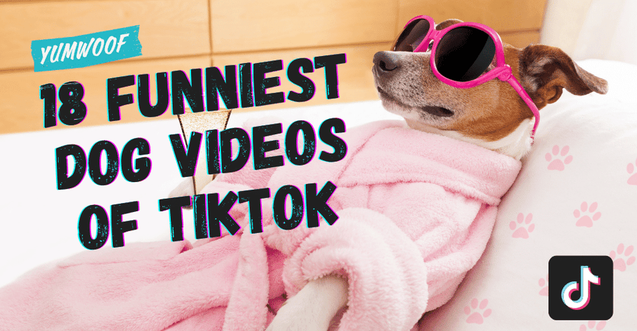 This Month's Top 18 Funniest Dog Videos of TikTok