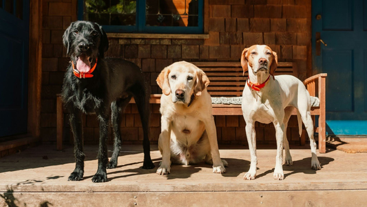 Three dogs in front of a bench