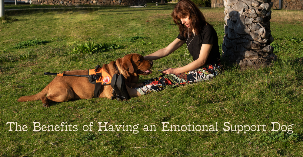 The Benefits of Having an Emotional Support Dog