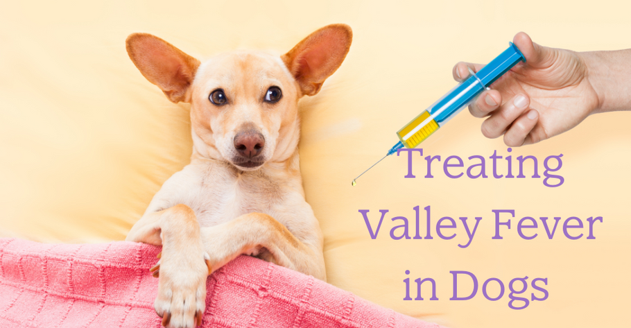 Valley Fever for Dogs: What It Is and How to Treat It