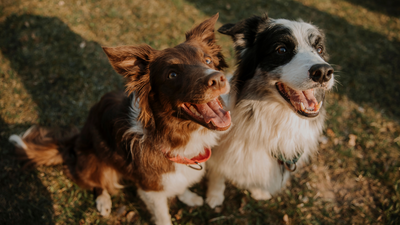 How Many Calories Does Your Dog Actually Need Each Day