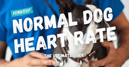 What’s a Normal Dog Heart Rate? How to Check If It’s Too Fast