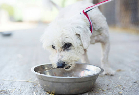 White Dog Eating Food From A Bowl