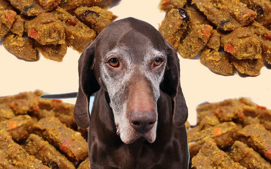Soft dry dog food: Should senior dogs with bad teeth eat it?