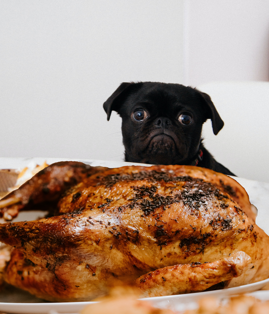 Can I feed my dog chicken everyday?