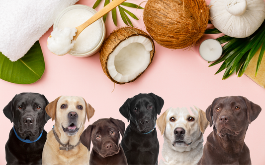 Coconut Oil for Dogs: Your Ultimate Guide