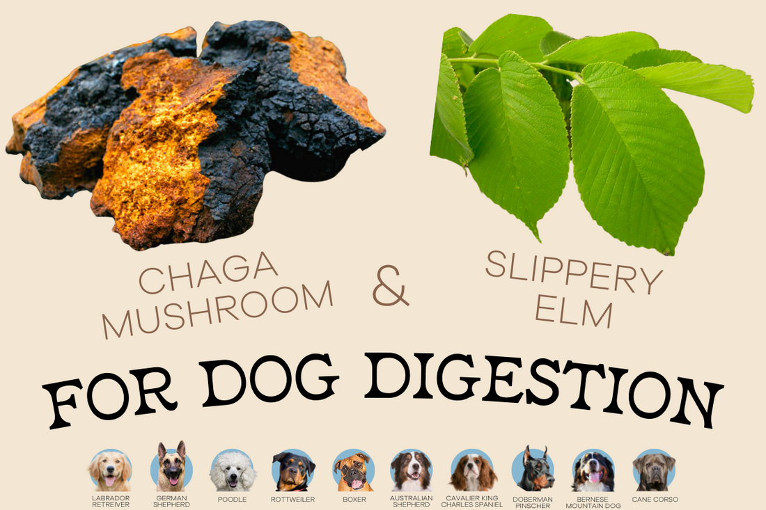 Studies Show These Natural Dog Food Ingredients Can Aid in Better Digestion