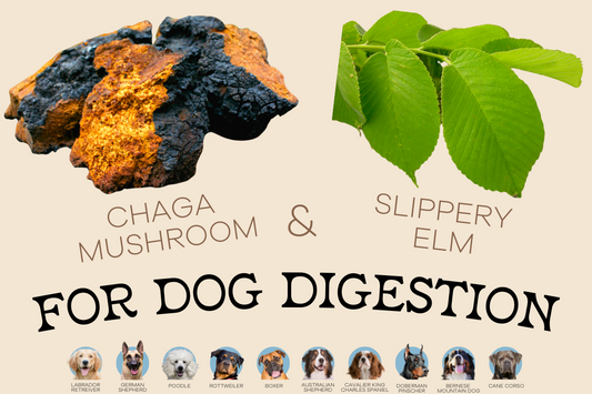 Studies Show These Natural Dog Food Ingredients Can Aid in Better Digestion