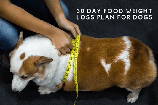 Easy Food Plan to Help Your Dog Lose Weight in 30 Days